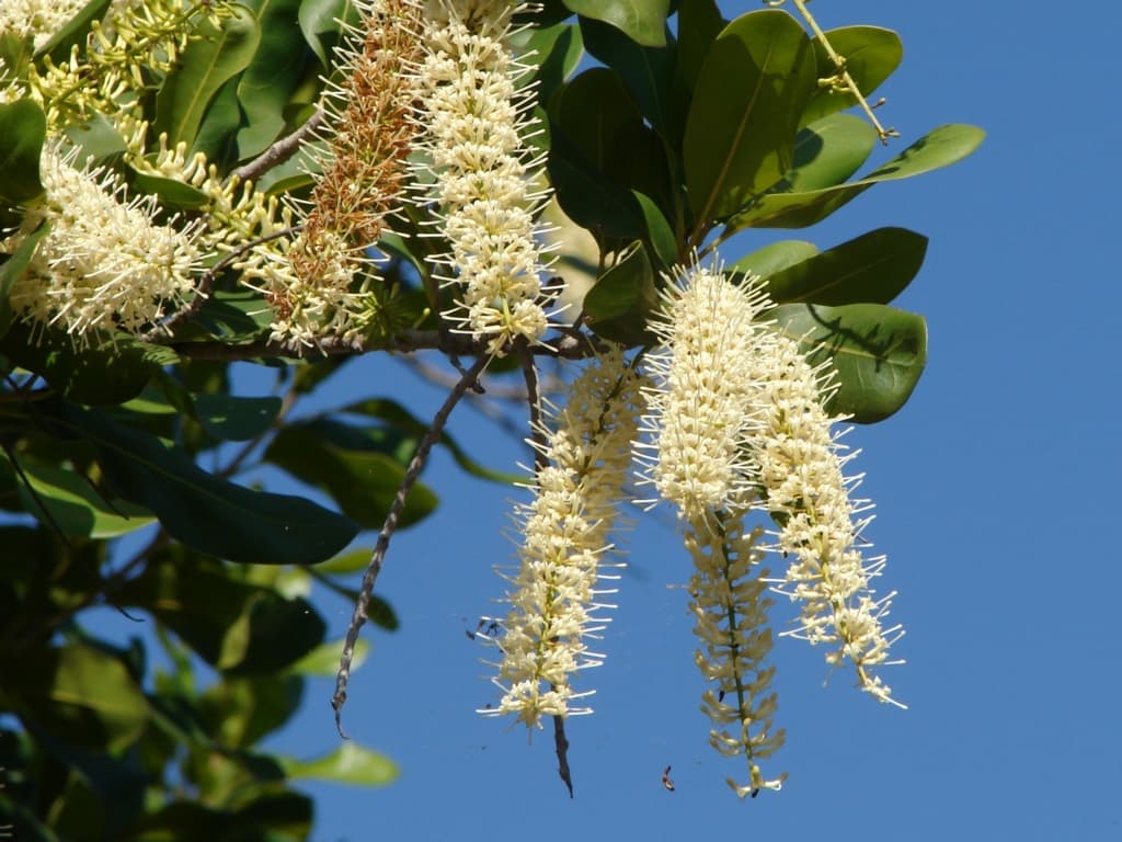 Macadamia blossoms hanging from the branch