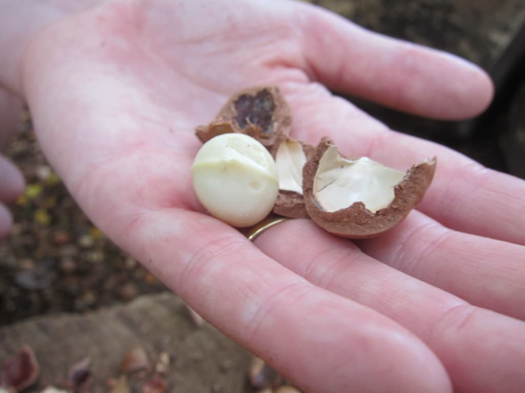 A macadamia nut held in the hand, ready to be cracked along the seam