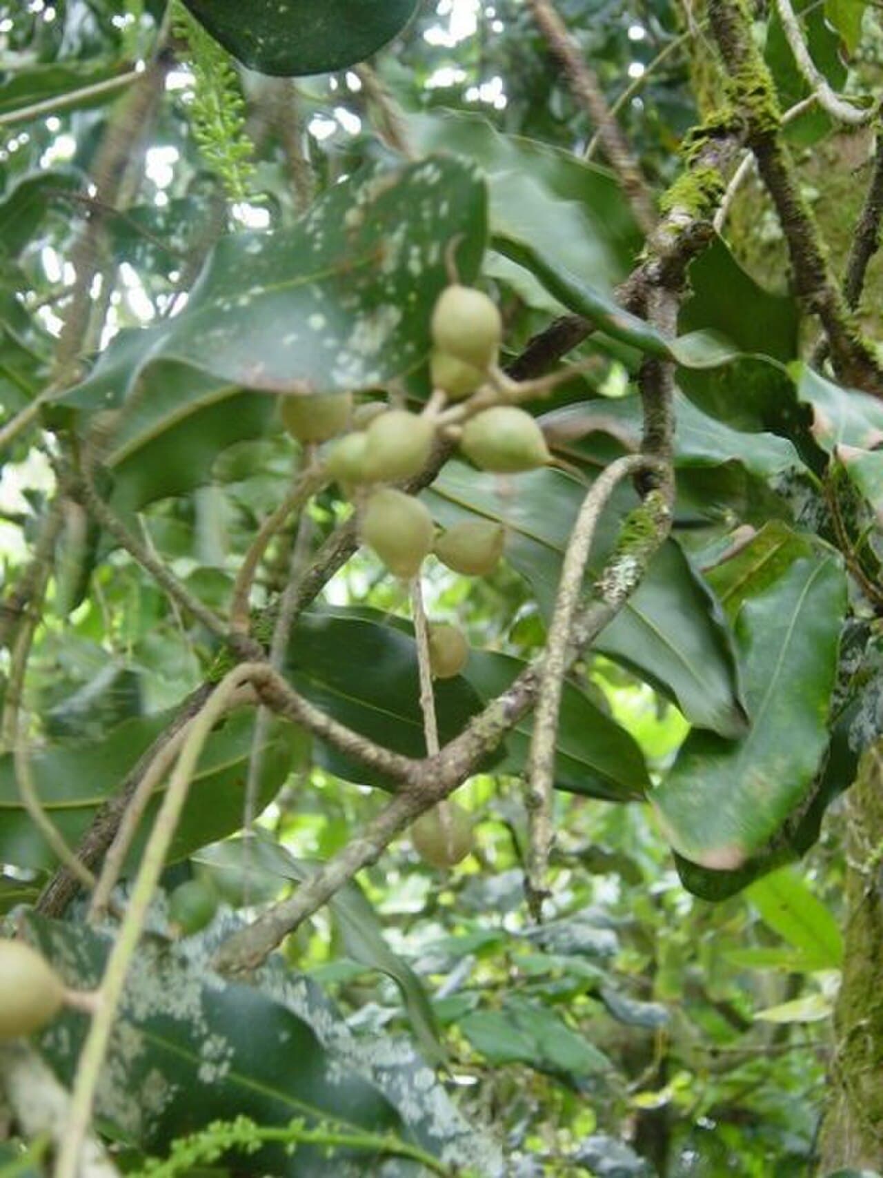 Macadamia nuts and leaves on the branch