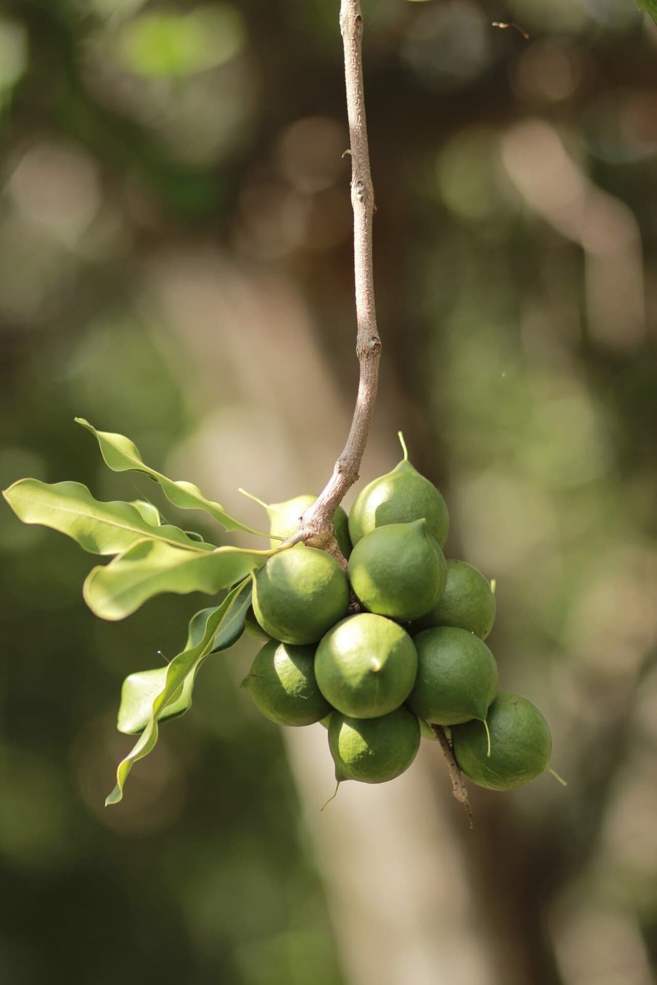 Macadamia nuts ripening in clusters on the branch