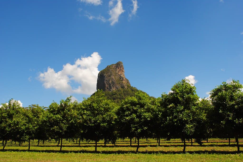 Macadamia orchard rows running over hills in a South African growing region