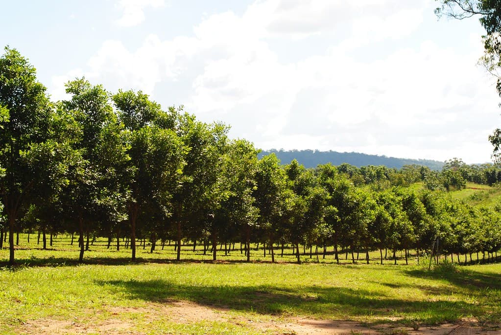 Lush macadamia orchard rows in the South African heartland